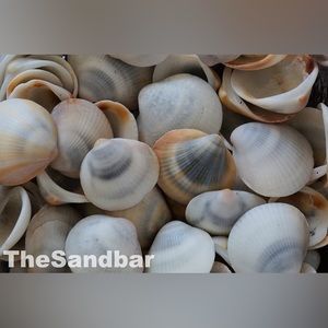 Bulk Gray Seashells Cruelty Free Bittersweet Clam South Florida Shell TheSandbar